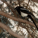 Magpie in the Rain by farmreporter