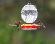 11th Oct 2023 - Anna's Hummingbirds