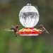 Anna's Hummingbirds by nicoleweg