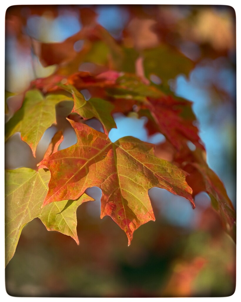 Autumn Leaves by eahopp
