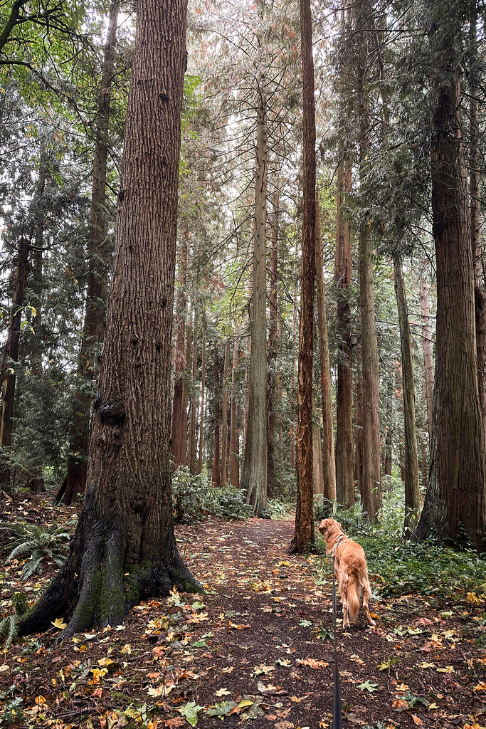 Fall Walk in the Woods by tina_mac