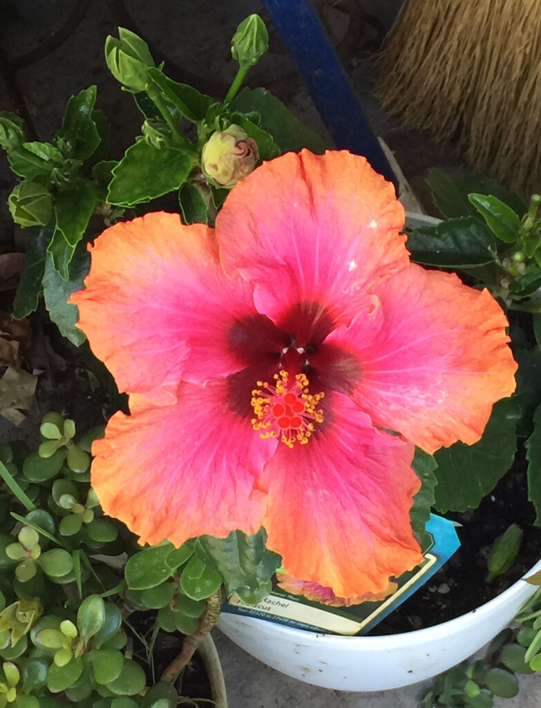 Hibiscus in its prime by peekysweets
