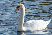 22nd Sep 2023 - swan