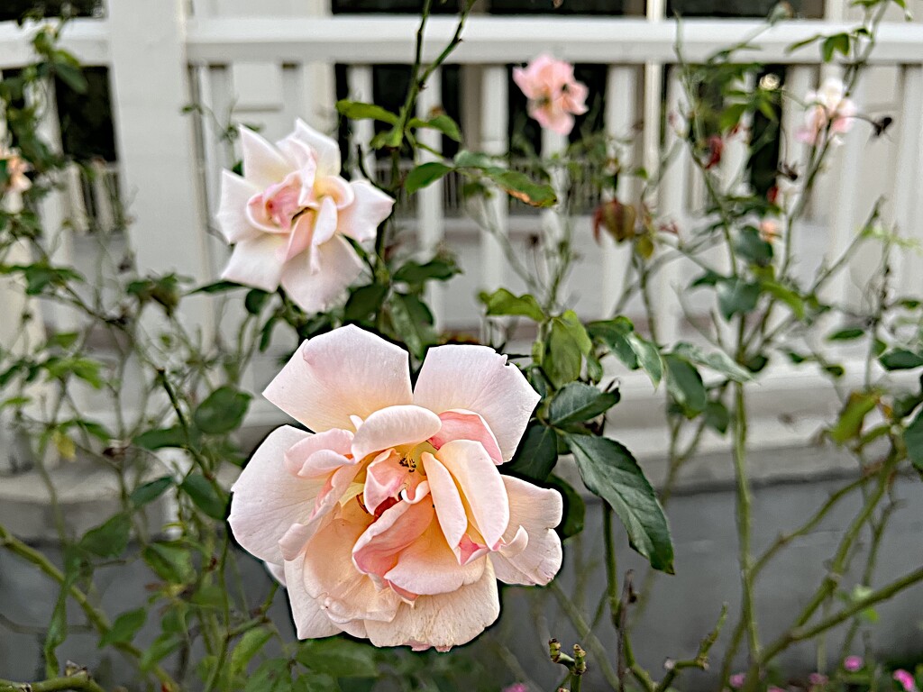 Rose garden by congaree