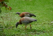 11th Oct 2023 - geese