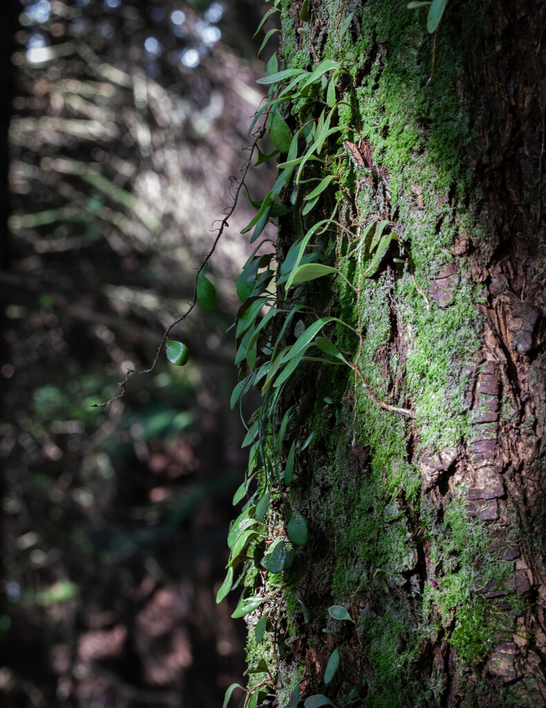 Creeper on tree trunk by 365projectclmutlow