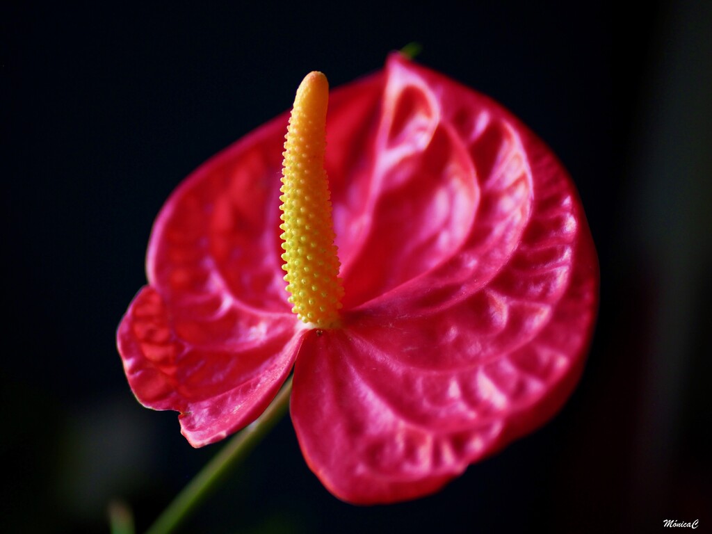 Anthurium flower by monicac