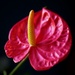 Anthurium flower by monicac