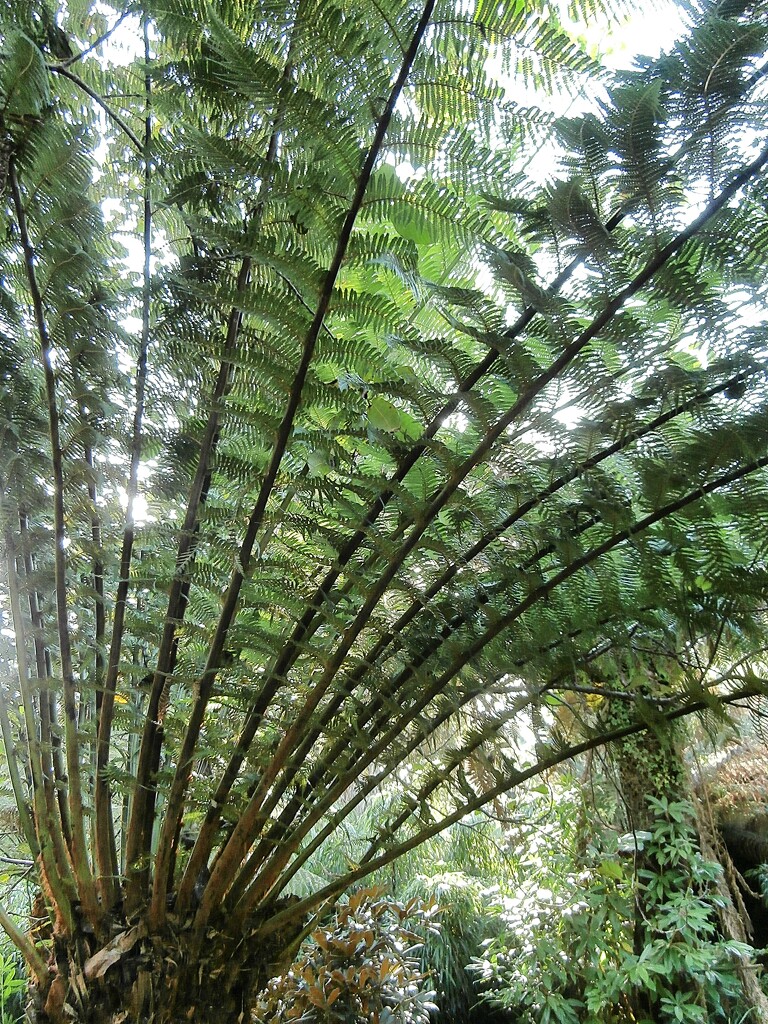 Tree fern........ by cutekitty