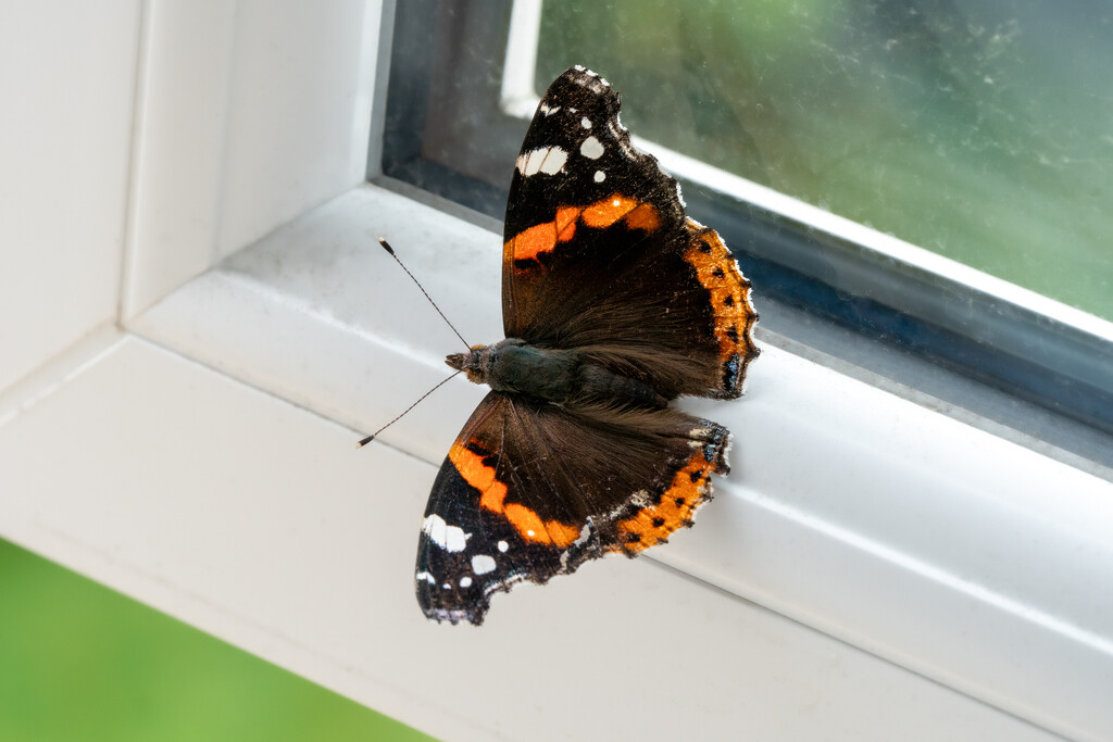 Red Admiral by humphreyhippo