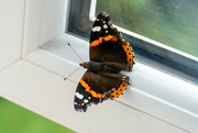 12th Oct 2023 - Red Admiral
