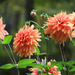 Flowers (dahlias) by mittens