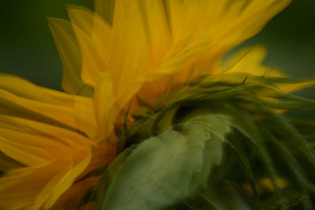 Sunflower profile......... by ziggy77