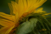 12th Oct 2023 - Sunflower profile.........
