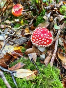 12th Oct 2023 - Mushroom season. 😀