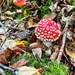 Mushroom season. 😀 by irenasevsek