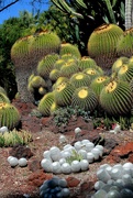 2nd Oct 2023 - Cactus garden