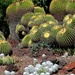 Cactus garden by blueberry1222