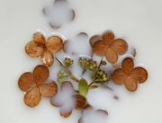 12th Oct 2023 - Dried Hydrangea Blossoms