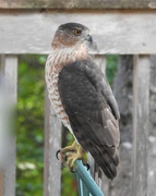 25th Sep 2023 - Coopers Hawk