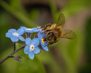 13th Oct 2023 - Bee on Forget-Me-Not