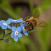 Bee on Forget-Me-Not by nickspicsnz