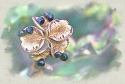 12th Oct 2023 - Black Peony Seeds