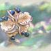 Black Peony Seeds by gardencat