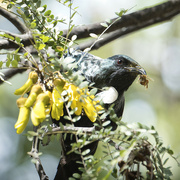 11th Oct 2023 - Another Tui