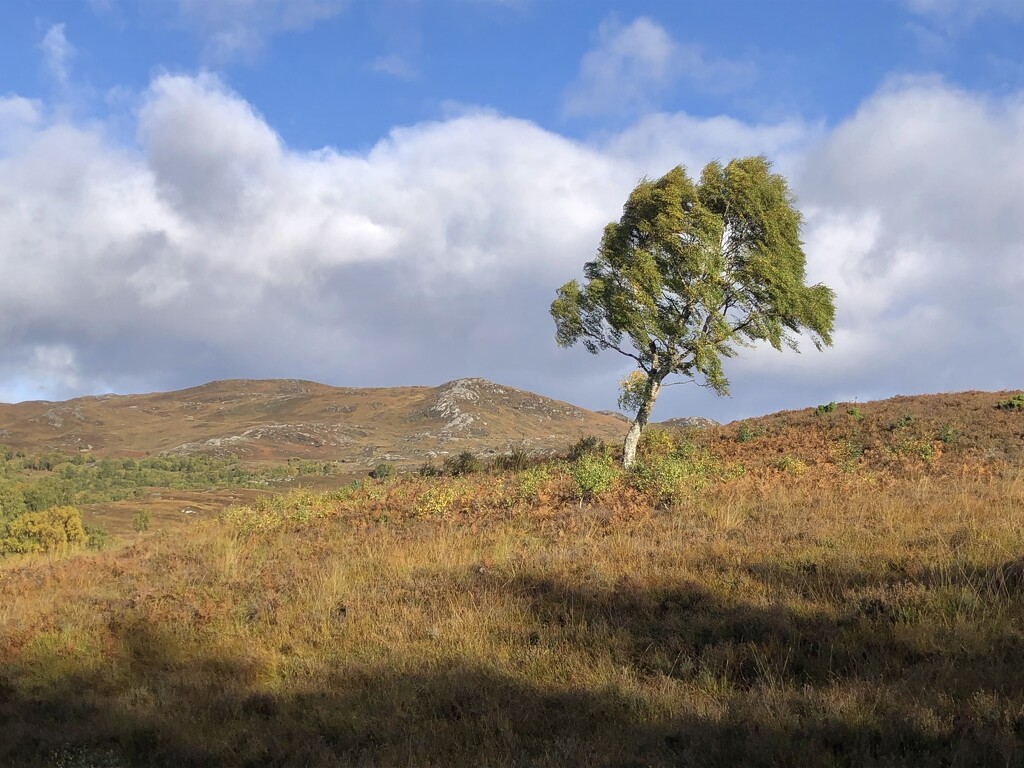 Lone tree by clearlightskies