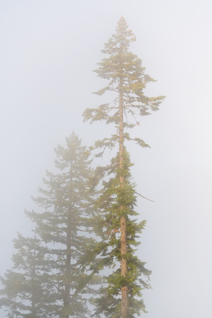 Got to love fog by teriyakih