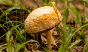 12th Oct 2023 - Mushroom!