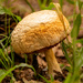 Mushroom! by rickster549