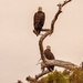 Eagles on Watch! by rickster549