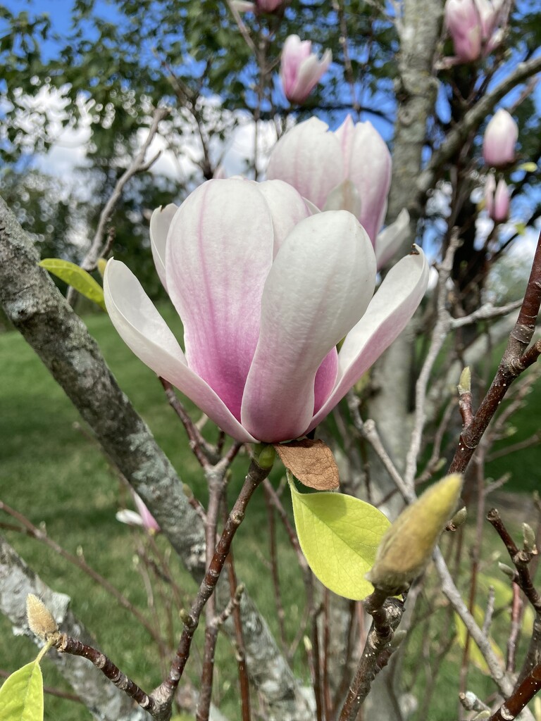 are these supposed to bloom again? by wiesnerbeth