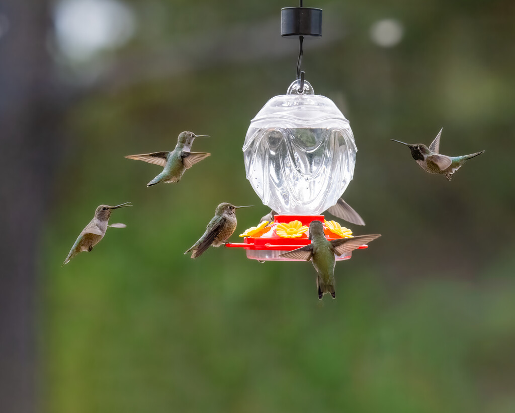 More Hummingbirds by nicoleweg