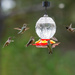 More Hummingbirds by nicoleweg