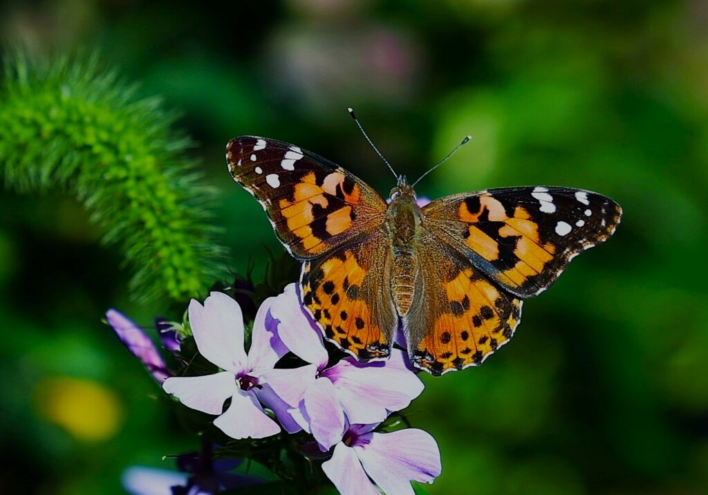 Butterfly by lynnz