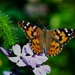 Butterfly by lynnz