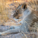 Namibia 13 by nigelrogers