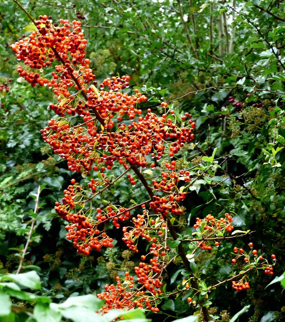 Red Pyracantha Berries by arkensiel