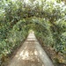 Apple Arch...... by cutekitty