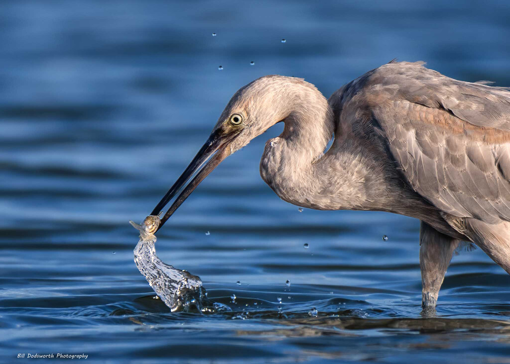 Learning to fish by photographycrazy