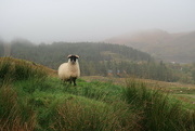 13th Oct 2023 - Are Ewe looking at Me?