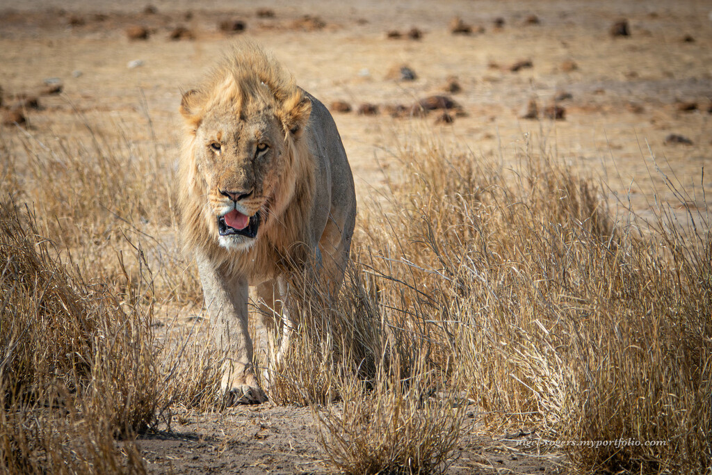 Namibia 14 by nigelrogers