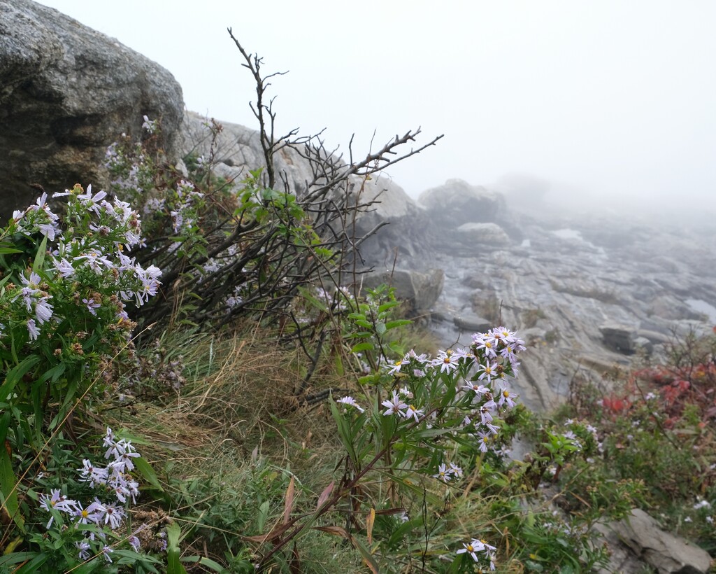 Pemaquid Point Foggy Day 2 by lsquared