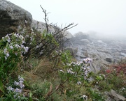 13th Oct 2023 - Pemaquid Point Foggy Day 2