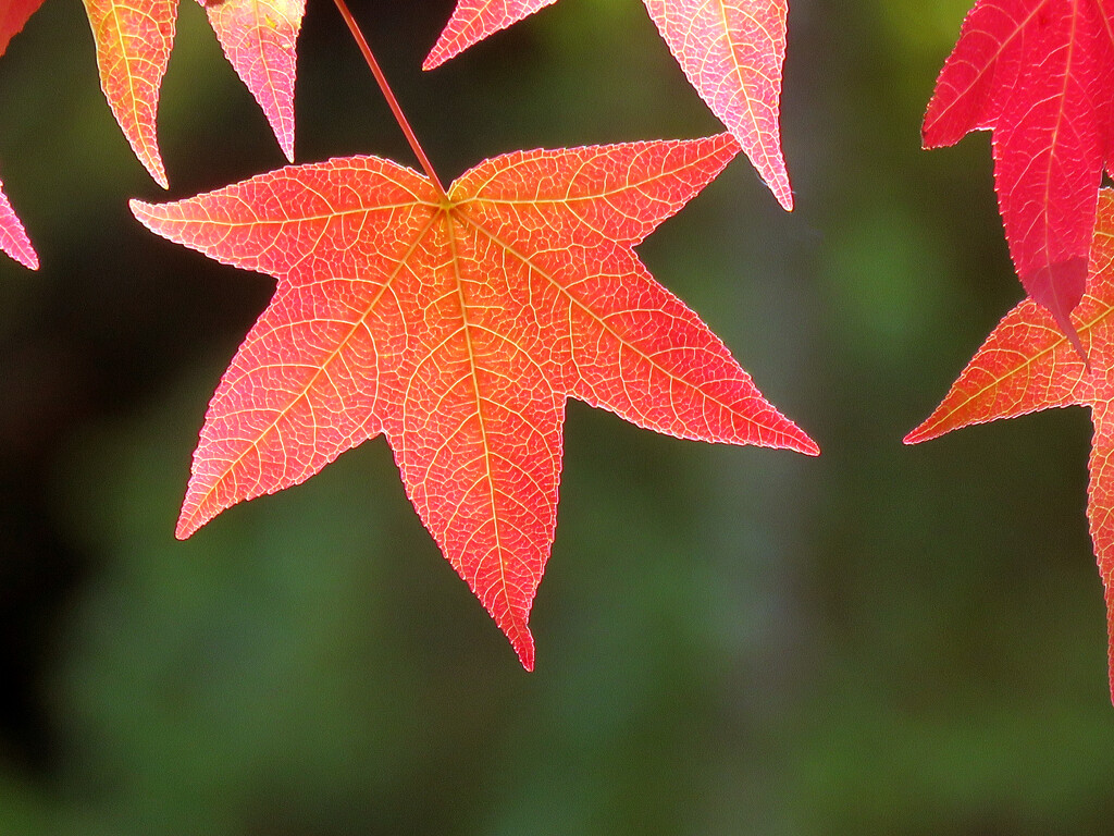 Fall Leaf   by seattlite