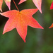 Fall Leaf   by seattlite