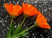 13th Oct 2023 - Cheerful Orange Calendula flowers.